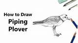 Plover Piping Draw sketch template