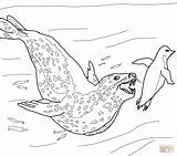 Seeleopard Pinguin Robben Ausmalbild Jagt Leopardo Foca Seals Penguin Chasing sketch template
