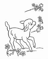 Coloring Animal Lamb Pages Sheep Easter Animals Farm Printable Color Sheets Lambs Spring Kids Drawing Cute Colouring Flowers Sheet Little sketch template