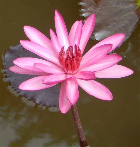 free picture lotus flora aquatic waterlily nature leaf flower