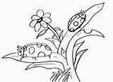Colorir Joaninhas Ladybug Ladybugs sketch template