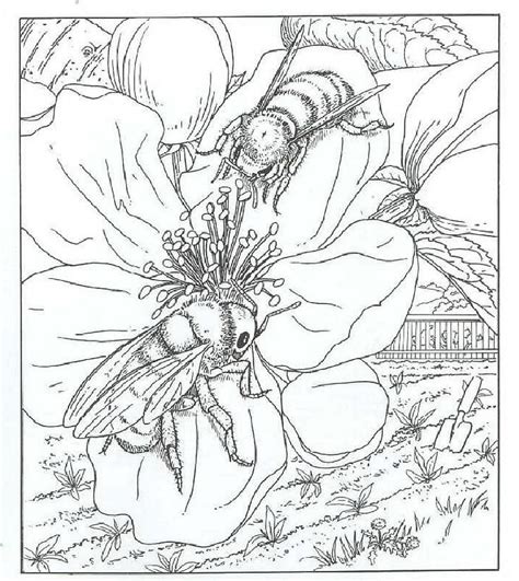 bee coloring pages coloringrocks bee coloring pages coloring
