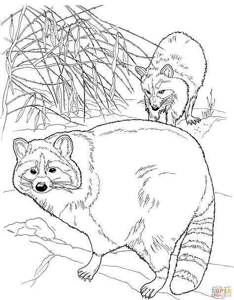 gambar north american raccoons coloring page  printable click pages