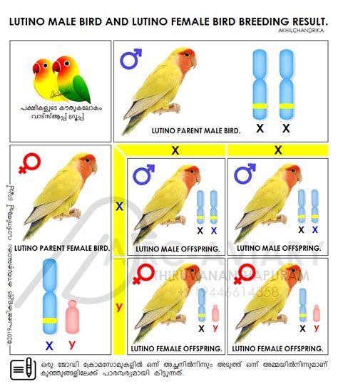 Basic Genetic Science Of African Love Bird African Love Love Birds