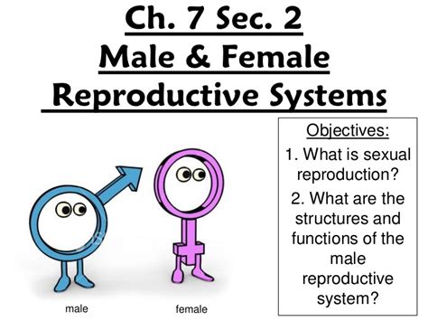 7th grade ch 7 sec 2 male and female reproductive systems