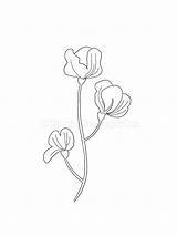 Lathyrus Odoratus sketch template