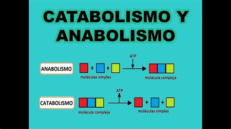catabolismo  anabolismo youtube