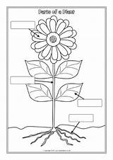 Plant Parts Worksheets Labelling Sparklebox Flower Plants Coloring Colouring Kids Grade Pages Printable Nursery Lessons Science Boy sketch template