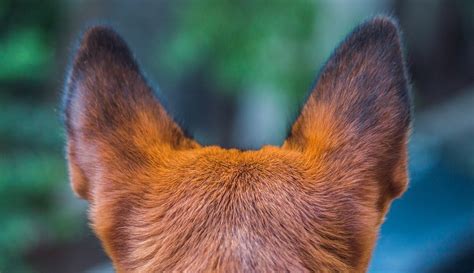 dogs ears  healthy fetchfind blog