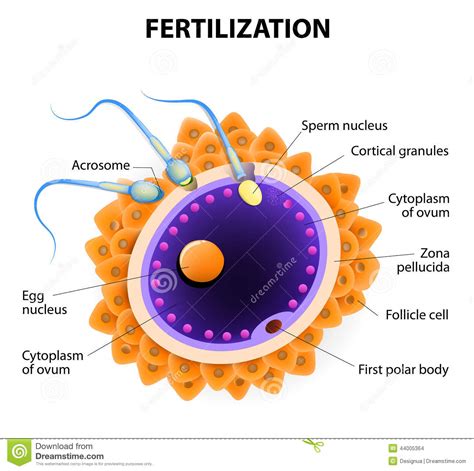 Fertilization Penetration Sperm Cell Of The Egg Stock