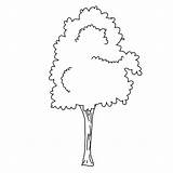 Tree Trees Coloring Pages Leaves sketch template