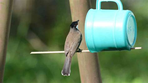 17 Mind Blowing Homemade Diy Bird Feeder