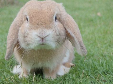 cute bunny face rabbit behavior rabbit pet rabbit