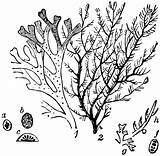 Algae Clipart Sea Coloring Template Etc Pages Usf Edu Sketch Small Medium Large Freshwater sketch template