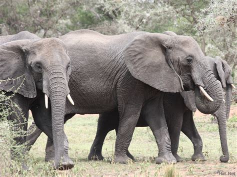 elephant family big  elephants story  africa
