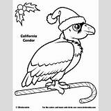 Condor Coloring California 400px 13kb sketch template