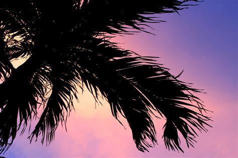 palm tree silhouette sunset  stock photo public domain pictures