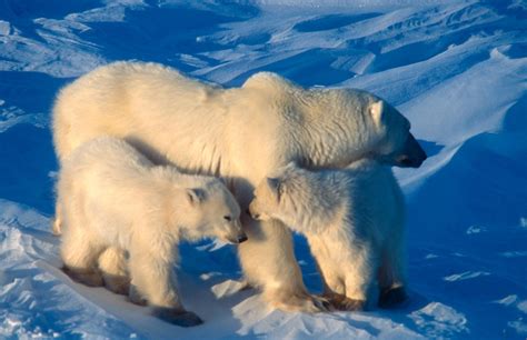 polar bear summit  address climate threat wwf