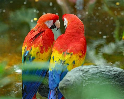 top colorful parrot species