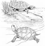 Coloring Turtle Pages Printable Terrapin Pond Terrapins Two Turtles Color Slider Eared Red Supercoloring Version Click Categories sketch template
