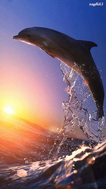 pin van ivn a op our amazing oceans pinterest animaux video animaux drole en animaux drôles
