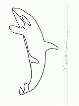 Orca Whale Coloringhome sketch template