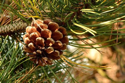 common north american pine species