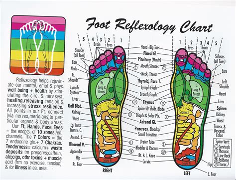 Foot Reflexology Chart Reflexology Foot Chart Reflexology Chart