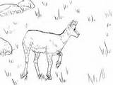Oryx Coloring Chamois Gemsbok sketch template