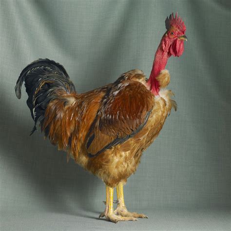 Roosters Images ~ F1 Olive Egger Chick Available Now Nawpic