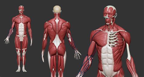 Artstation Male Anatomy Ecorche Skeleton Model Human Muscles