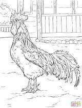 Rooster Leghorn Silkie Roosters Supercoloring Gallo Colorir Automne Coloringbay sketch template