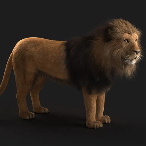 lion fur max