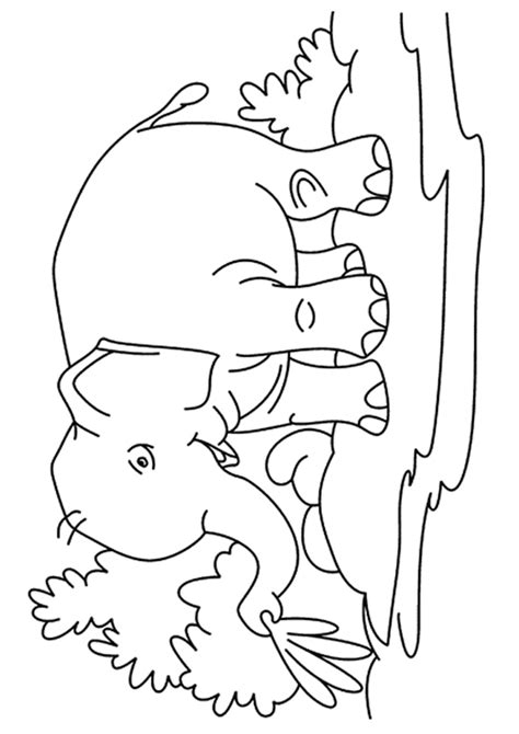 elephant coloring pages books    printable