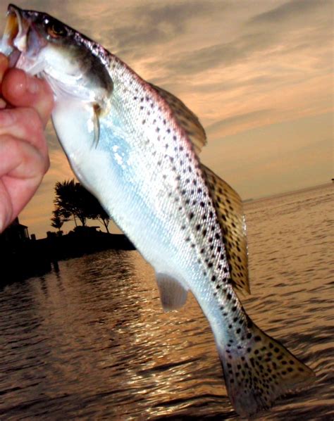 spotted sea trout chesapeake light tackle