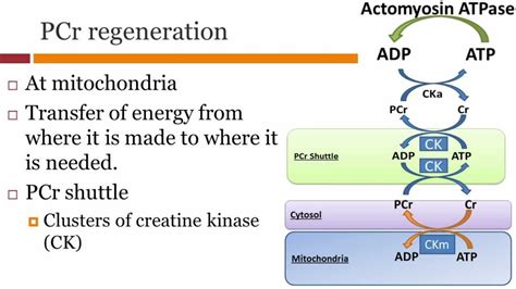 atp synthesis youtube