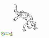 Coloring Gecko Pages Color sketch template
