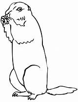 Prairie Dog Coloring Pages Drawing Brown Printable Squirrel Ground Categories Getdrawings Supercoloring sketch template