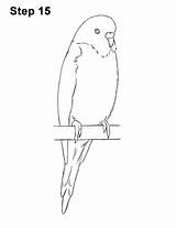 Budgie Parakeet Bird Wellensittich Budgerigar How2drawanimals Budgies Zeichnen Realistic Parrots Papagei Parrot Skizzen sketch template