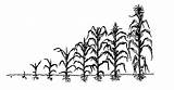 Drawing Crops Maize Corn Growth Stages Plant Crop Growing Field Diagram Paintingvalley Purdue Drawings Farming Planting Guide sketch template