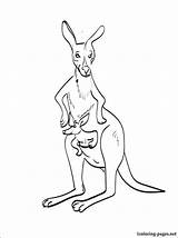 Wallaby Coloring Designlooter Kangaroo 38kb 750px sketch template