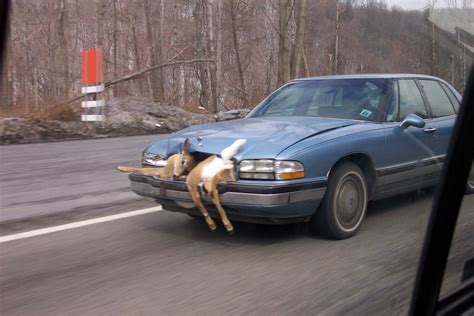 Car Deer Accident Really Funny Pictures Collection On