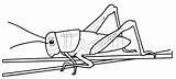 Cavalletta Insetti Coloradisegni Grasshopper Insects Pages2color Stampare sketch template