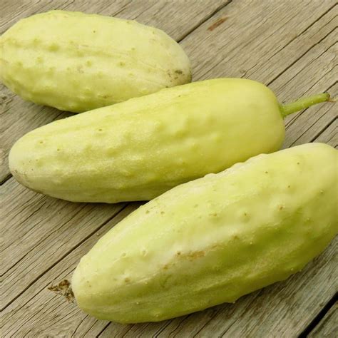 cucumber mini white seeds  seed collection