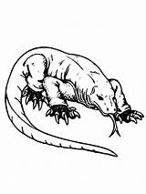 Komodo Dragon Coloring Pages Clipart Comments Library Coloringhome sketch template
