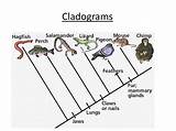Cladogram Phylogenetic Classification Cladograms Evolutionary Definition sketch template