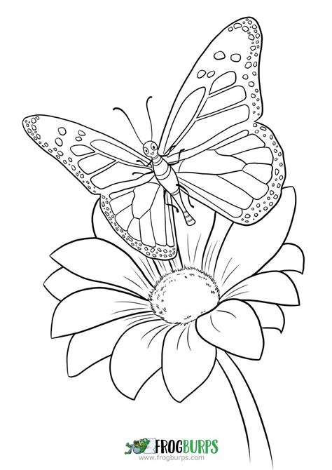 butterfly coloring page butterfly coloring page butterfly drawing