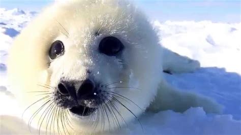 baby harp seal breathing leaves  breathless youtube
