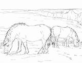 Ponies Coloring Pages Grazing Horse Printable Two Drawing Color Pony Horses Realistic Supercoloring Print Para Colorir Book Pastando sketch template