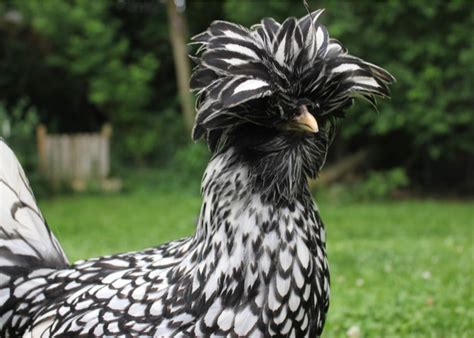 Top 15 Cutest Chicken Breeds
